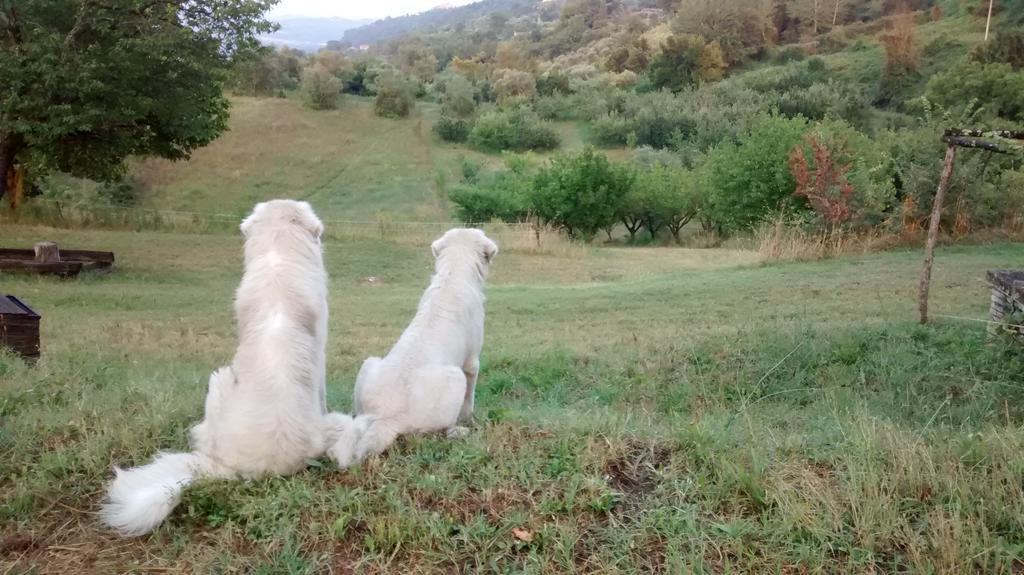 Agriturismo Monterone Ponzano Romano ภายนอก รูปภาพ